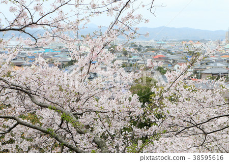 Scenery from Tateyama-Shiroyama Park 38595616