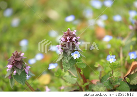 Himeodori Shigurasu (Himodoricus occidentalis) and the Inu Nouburi 38595618