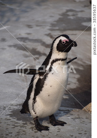 Cape Penguin Cape Penguin 38595637