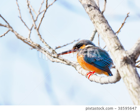 在分支上的金魚 在分支上的金魚 38595647