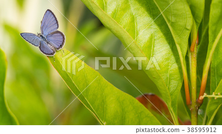 Blue Butterfly Perched Blue Butterfly Perched 38595912