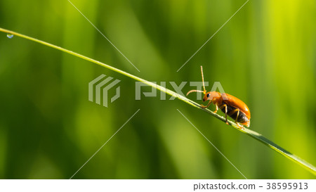 Beetle Perched on The Rice Beetle Perched on The Rice 38595913