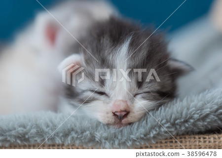 Kitten sleeping on bed 38596478