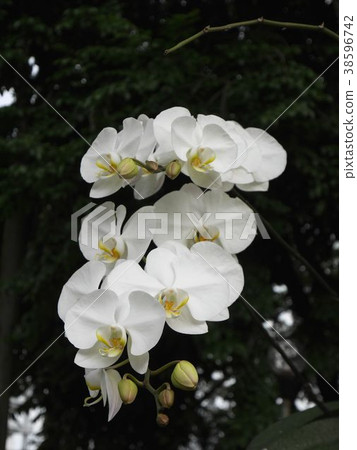White orchid 38596742
