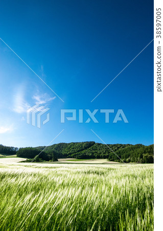 Wheat straw in the wind Wheat field hill Minamifurano Wheat straw in the wind Wheat field hill Minamifurano 38597005
