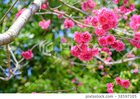 櫻花花櫻花獎櫻花花櫻桃花櫻桃花盛開的櫻花盛開的櫻花 櫻花花櫻花獎櫻花花櫻桃花櫻桃花盛開的櫻花盛開的櫻花 38597105