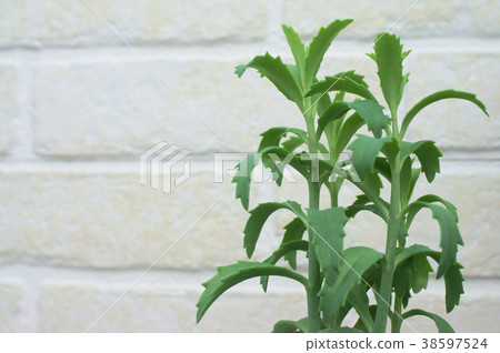 Kalanchoe Lauhie Yukira離開 38597524