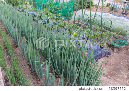 蔥番茄黃瓜（家庭花園） 38597552