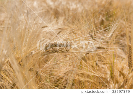啤酒小麥麥田（五月） 38597579