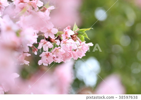 修善寺冷櫻花 修善寺冷櫻花 38597638