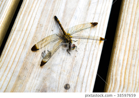 Dragonfly  38597659