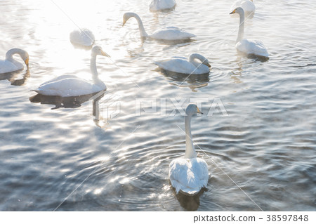 Beautiful white whooping swans 38597848