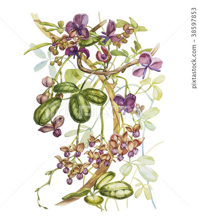 Watercolor hand drawn akebia quinata leaves and Watercolor hand drawn akebia quinata leaves and 38597853