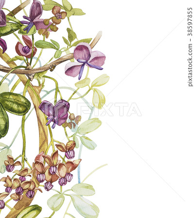 Watercolor hand drawn akebia quinata leaves and Watercolor hand drawn akebia quinata leaves and 38597855