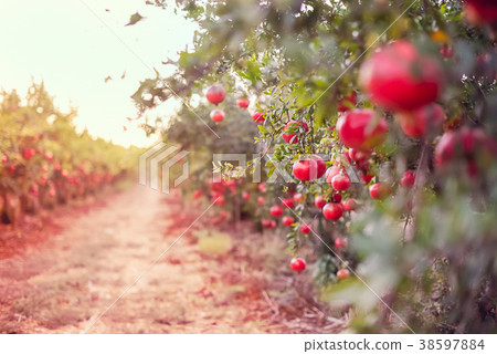 Blurred alley in the garden with ripe pomegranate Blurred alley in the garden with ripe pomegranate 38597884