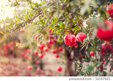 Ripe pomegranate fruits hanging on a tree branches Ripe pomegranate fruits hanging on a tree branches 38597885