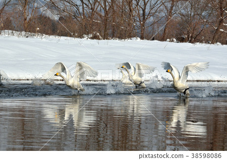 天鵝 38598086
