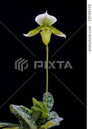 Paphiopedilum close up 38598356
