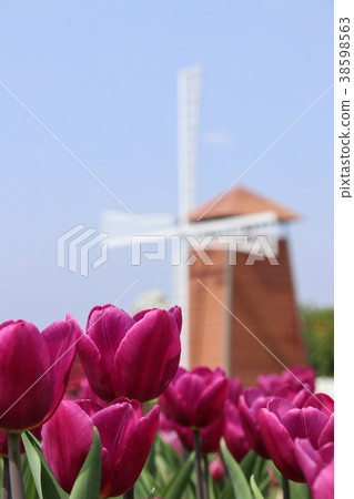 台灣台中中社觀光花市鬱金香 38598563