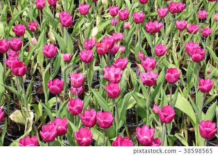 台灣台中中社觀光花市鬱金香 38598565