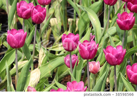 台灣台中中社觀光花市鬱金香 38598566