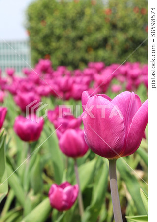 台灣台中中社觀光花市鬱金香 38598573