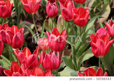 台灣台中中社觀光花市鬱金香 38598583