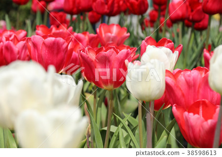 台灣台中中社觀光花市鬱金香 38598613