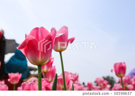 台灣台中中社觀光花市鬱金香 38598637