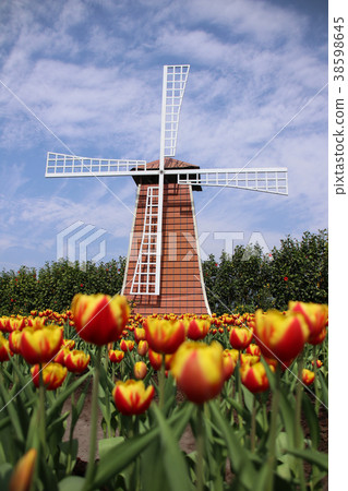 台灣台中中社觀光花市鬱金香 38598645