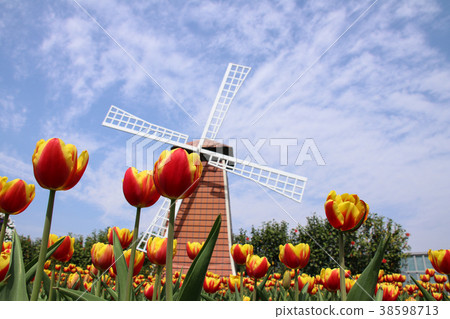 台灣台中中社觀光花市鬱金香 38598713