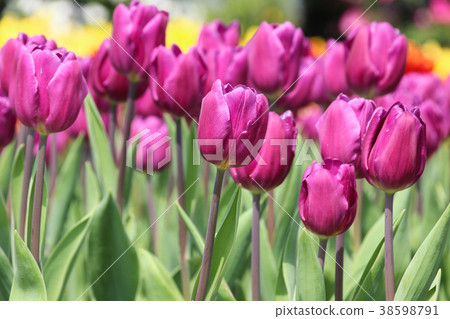 台灣台中中社觀光花市鬱金香 38598791