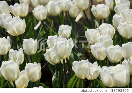 台灣台中中社觀光花市鬱金香 38598805