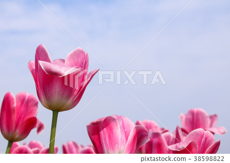 台灣鬱金香花海 38598822