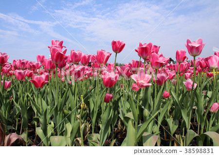 台灣鬱金香花海 38598831