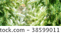 Green firs branches. Nature  background. 38599011