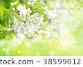 Spring  blossoming tree. Spring background. 38599012