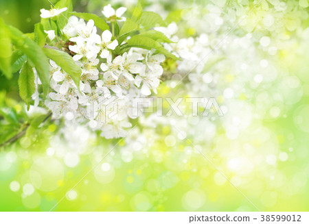 Spring blossoming tree. Spring background. Spring blossoming tree. Spring background. 38599012
