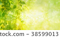 Green birch  leaves background. 38599013