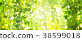 Green birch  leaves  bokeh background.  38599018