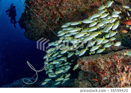 scuba diver silhouette and school yellow Snapper 38599420