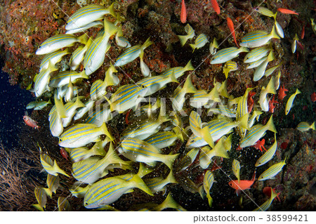 yellow Snapper Lutjanidae while diving maldives 38599421