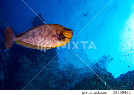 yellow Snapper Lutjanidae while diving maldives 38599422