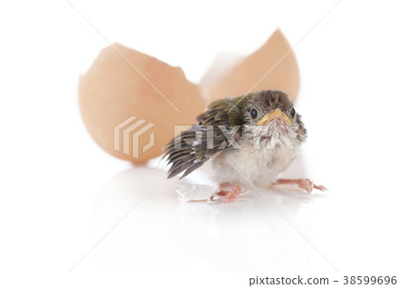 newborn newborn 38599696