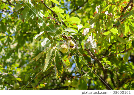 Autumn thorny chestnuts hang on a tree 38600161