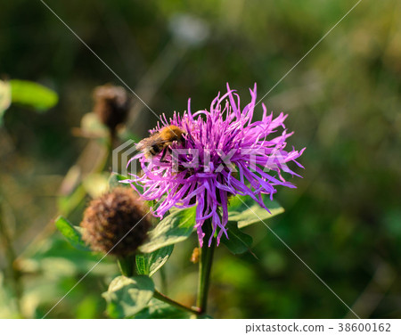Bee on a purple flower on a meadow Bee on a purple flower on a meadow 38600162