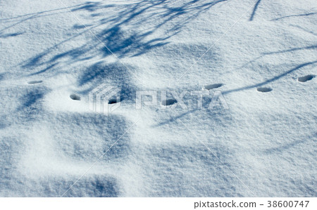 Cat tracks in the snow landscape 38600747
