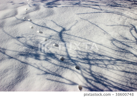Cat tracks in the snow 38600748