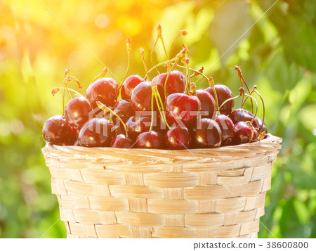 Wicker basket with ripe cherries Wicker basket with ripe cherries 38600800