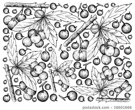 Hand Drawn Background of Allophylus Edulis Fruits 38601666